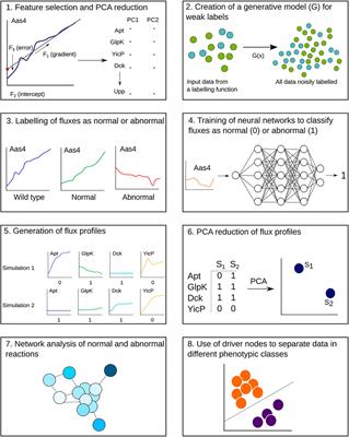 Understanding Metabolic Flux Behaviour in Whole-Cell Model Output